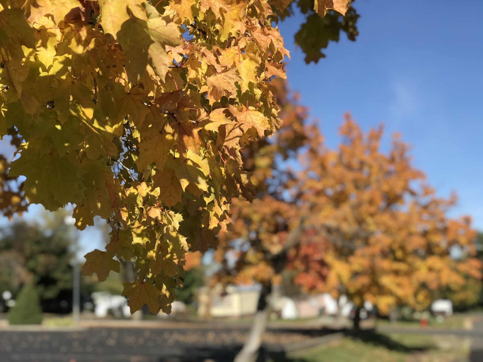 Fall in Grangeville
